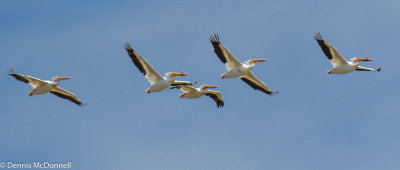 DSC_5977.jpg