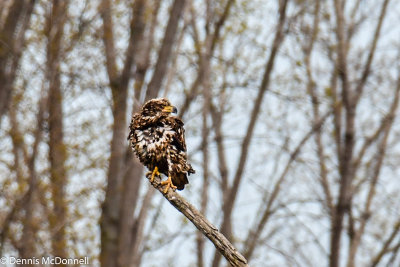 DSC_6015.jpg