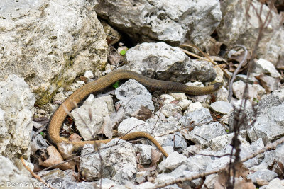 DSC_6019.jpg