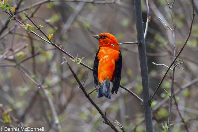 DSC_6059.jpg