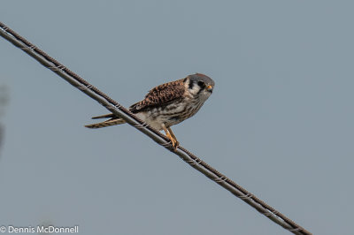 DSC_6076.jpg