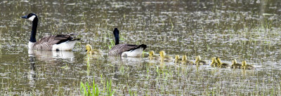 DSC_6463.JPG