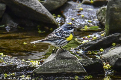 DSC_6927.JPG