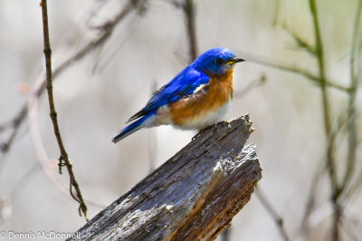 DSC_7003.JPG