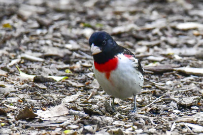 DSC_7259.JPG