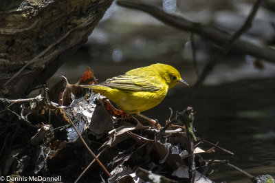 DSC_7287.JPG