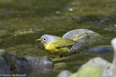DSC_7313.JPG
