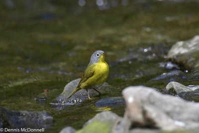 DSC_7322.JPG
