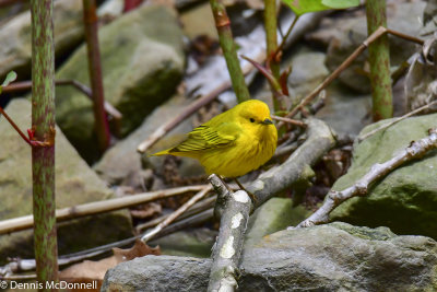 DSC_7370.JPG