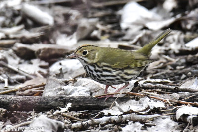 DSC_7494.JPG