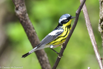 DSC_7554.JPG
