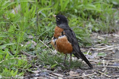 DSC_7575.JPG