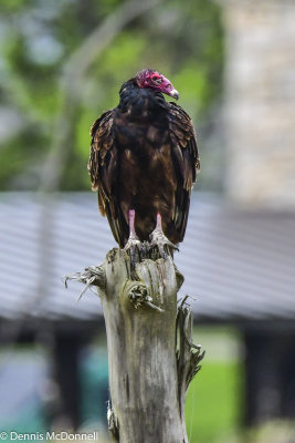 DSC_7580.JPG