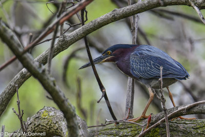 DSC_7611.JPG