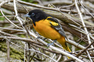 DSC_7647.JPG