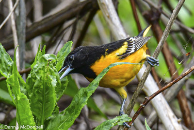 DSC_7667.JPG