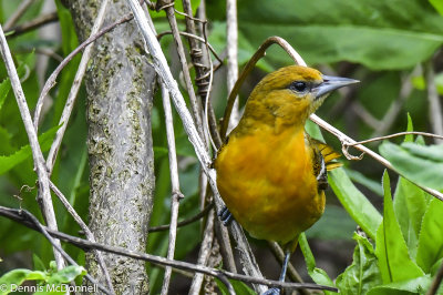 DSC_7716.JPG