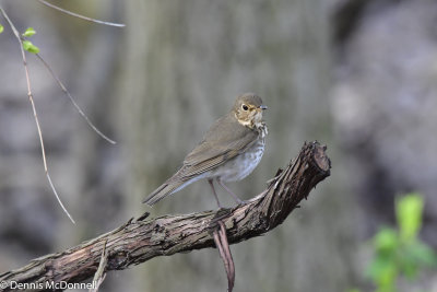DSC_7796.JPG