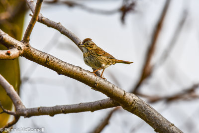 DSC_7847.JPG