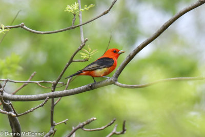 DSC_8424.JPG