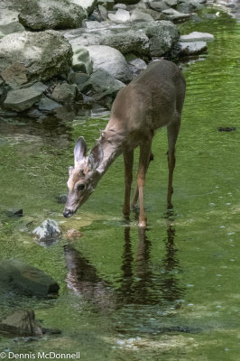 DSC_9080.JPG
