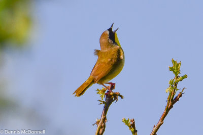 DSC_9106.JPG
