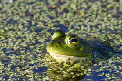 DSC_9113.JPG