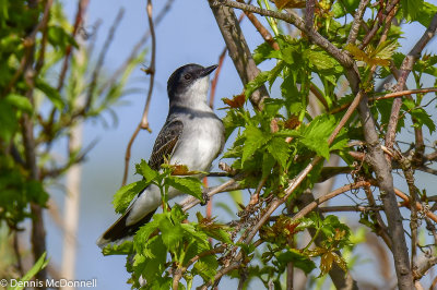 DSC_9128.JPG