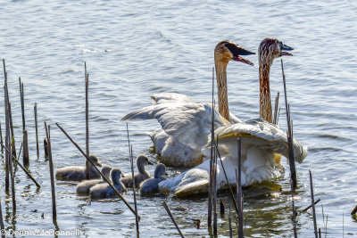 DSC_9178.JPG