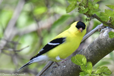 DSC_9514.JPG
