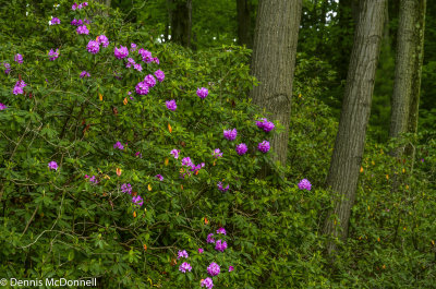 DMD_9192 - Copy.JPG