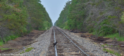 DMC_1739.jpg