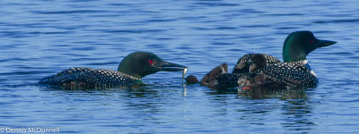 DSC_1932.jpg