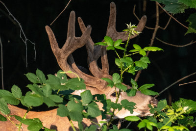 DMD_0724.jpg