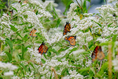 DSC_3629.jpg