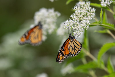 DSC_3667.jpg