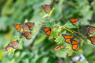 DSC_3717.jpg