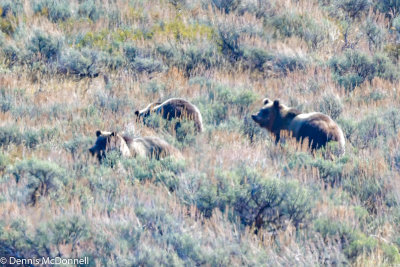 teton_grizzlies_