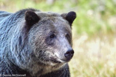 teton_grizzlies_