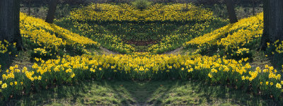 Daffodil Hill Pano