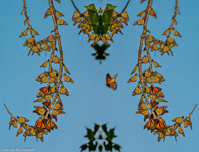 Monarch symmetric.jpg