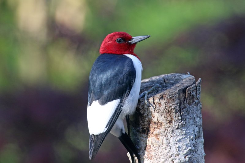 Red-headed Woodpecker