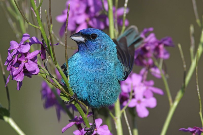 Indigo Bunting