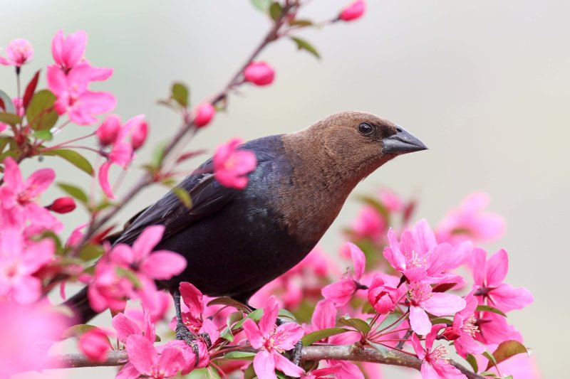 Brown-headed Cowbird