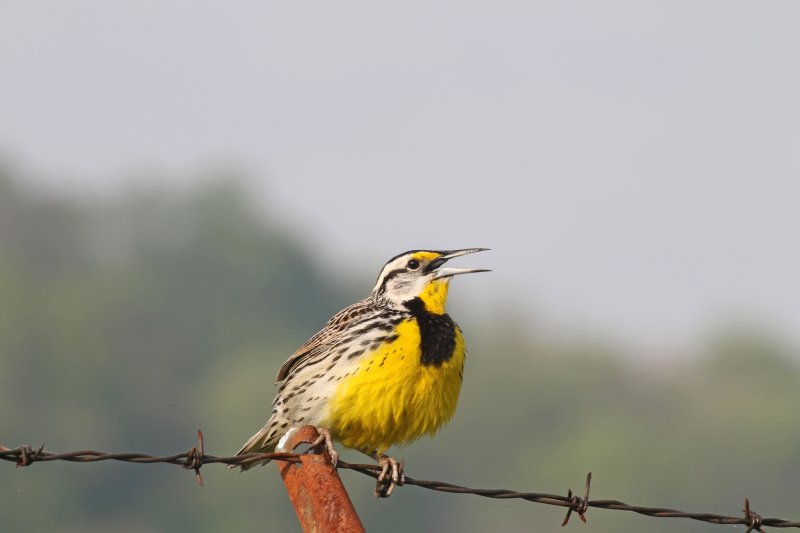 Eastern Meadowlark