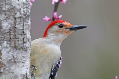 Red-bellied Woodpecker