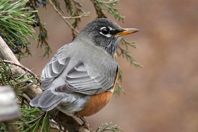 American Robin