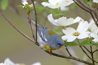 Northern Parula