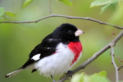 Rose-breasted Grosbeak