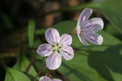 Spring Beauty